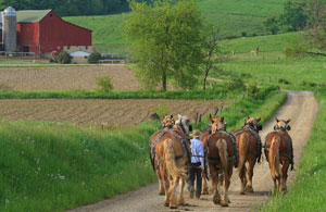 Who are the Amish today