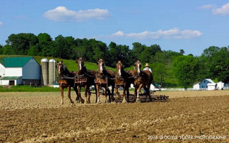 Amish working in the fields